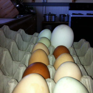 Table Eggs