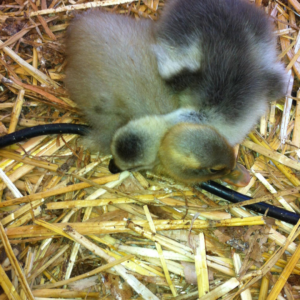 SUPER AFRICAN GOSLING