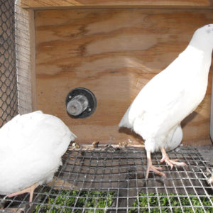 Texas A&M Quail