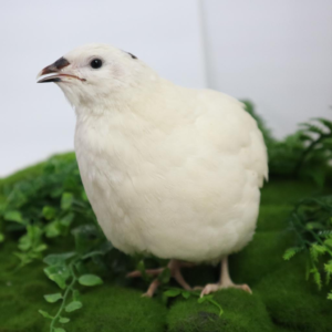 English White Coturnix