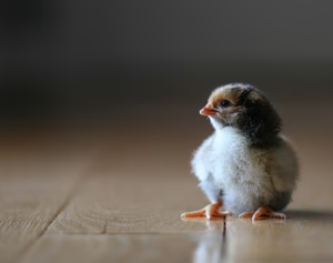 BLUE LACED RED WYANDOTTE SR
