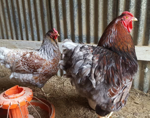 BLUE LACED RED WYANDOTTE PULLET