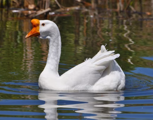 WHITE CHINESE GOSLING