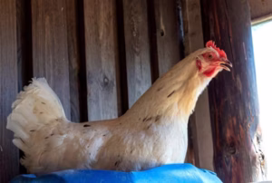 TETRA TINT PULLET