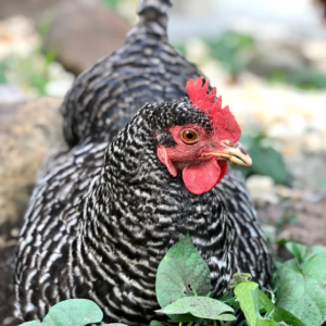 BARRED ROCK PULLET