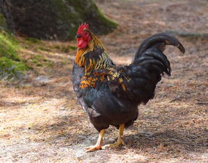 WELSUMMER MALE