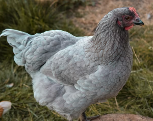 BLUE JERSEY GIANT PULLET