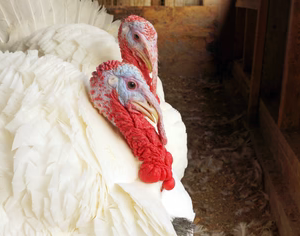 BELTSVILLE SMALL WHITE TURKEY SR