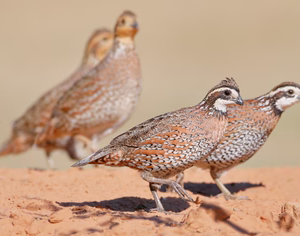 BOBWHITE QUAIL