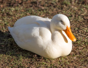 WHITE LAYER DUCK