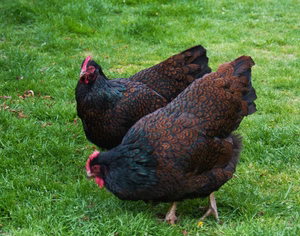 BARNEVELDER PULLET