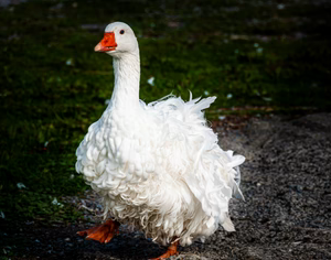 SEBASTOPOL GOOSE