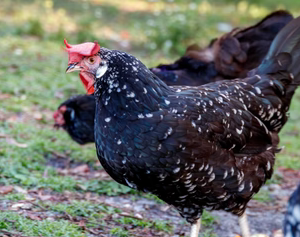 ANCONA PULLET