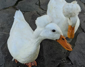 WHITE CRESTED DUCK