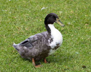 BLUE SWEDISH DUCK