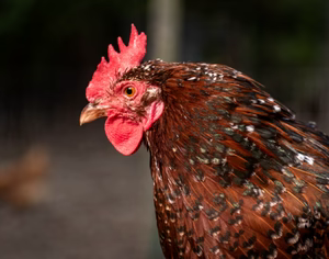 SPECKLED SUSSEX MALE