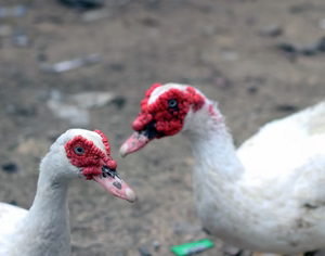 WHITE MUSCOVY DUCK