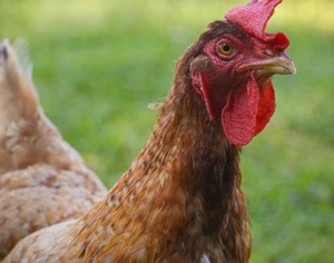 TOPAZ BROWN PULLET