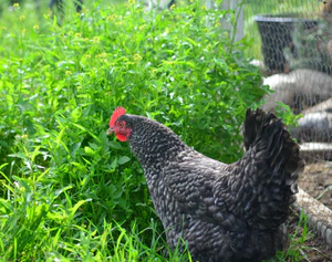 CUCKOO MARAN PULLET
