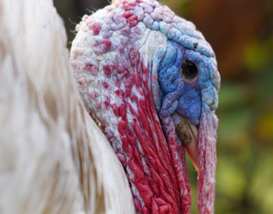 WHITE HOLLAND TURKEY SR