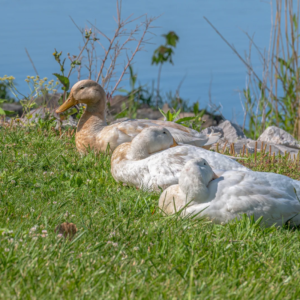 SAXONY DUCK