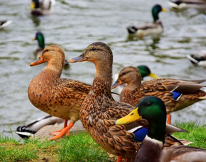 ROUEN DUCK