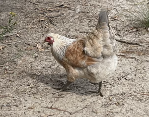 AMERICANA PULLET