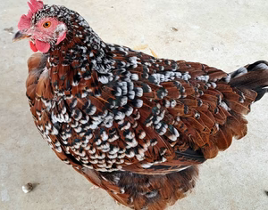 SPECKLED SUSSEX PULLET