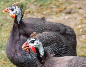 FRENCH PEARL GUINEA