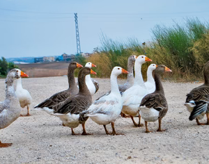 ASSORTED GOSLINGS