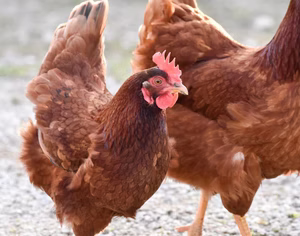 RHODE ISLAND RED PULLET