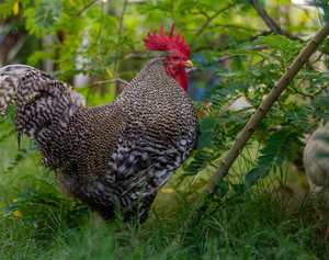 BARRED ROCK MALES