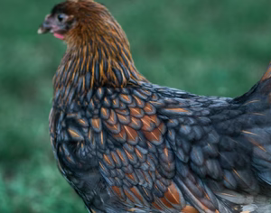 BLUE LACED GOLD WYANDOTTE SR