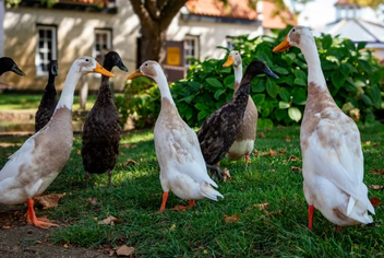 Assorted Ducks ASSORTED DUCKS - Your Local source for all things poultry