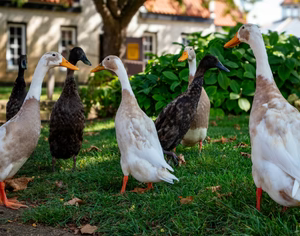 ASSORTED RUNNER DUCKS