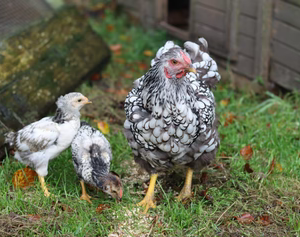 SILVER LACED WYANDOTTE SR