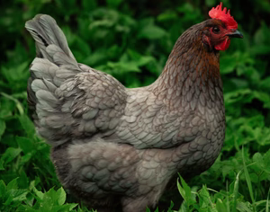 BLUE BREASTED BROWN LEGHORN PULLET