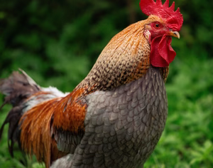 BLUE BREASTED BROWN LEGHORN SR