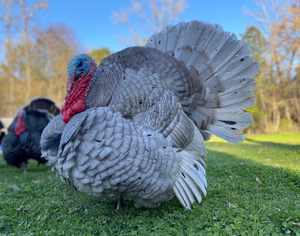 BLUE SLATE TURKEY SR