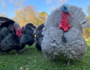 ASSORTED TURKEY SR