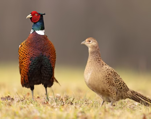 CHINESE RINGNECK PHEASANT