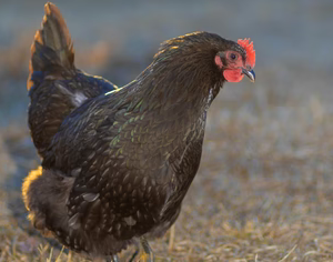 BLACK AUSTRALORP PULLET
