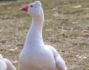 ROMAN TUFFED GOSLING