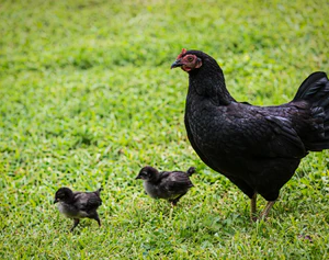 BLACK MARAN PULLET