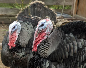 STANDARD BRONZE TURKEY SR