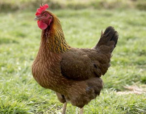 WELSUMMER PULLET