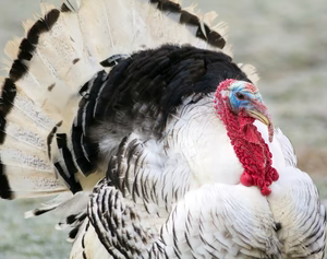 ROYAL PALM TURKEY SR