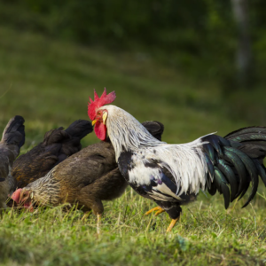 SILVER LEGHORN MALE