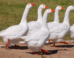 Ebden Geese