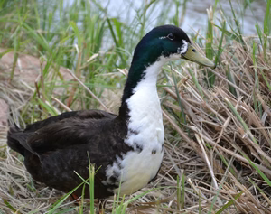 BLACK SWEDISH DUCK